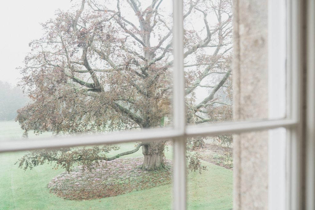 Elmore court oak tree out front