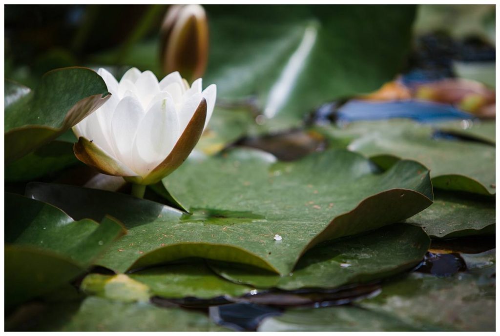 lily Barnsley House wedding photography